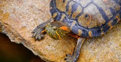 trachemys dorbig