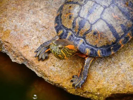 trachemys dorbig