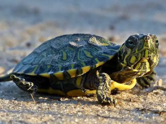 trachemys dorbigni bebe