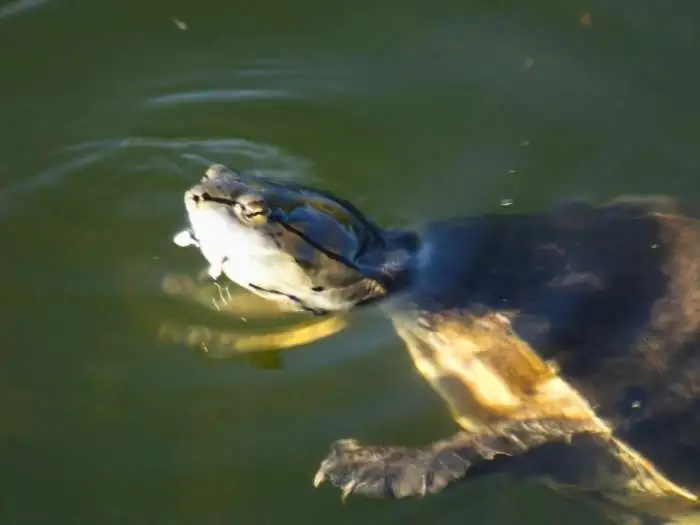 phrynops hilarii