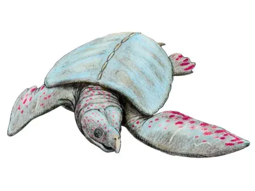 archelon