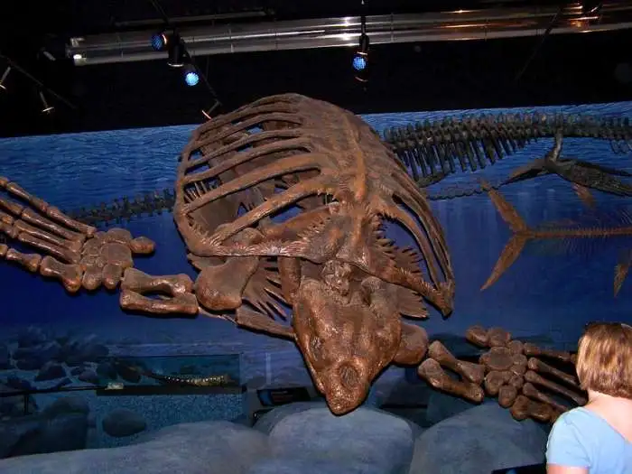 archelon esqueleto