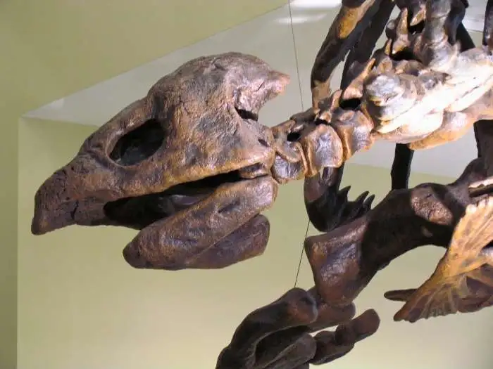 archelon-ischyros