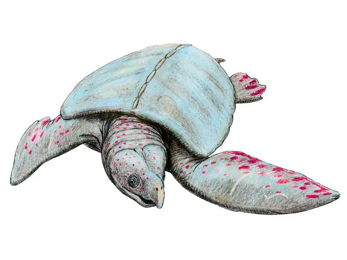 archelon