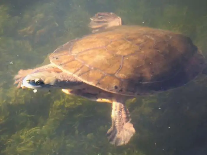 foto de tortuga campanita