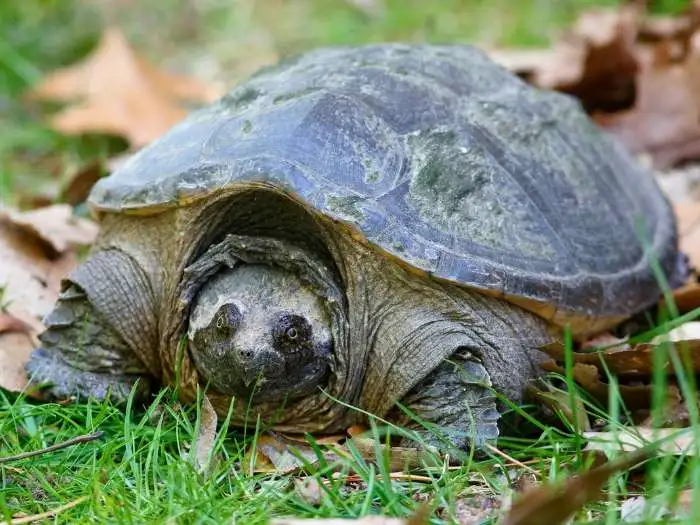 imagen de tortuga lagarto