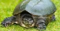 tortuga lagarto
