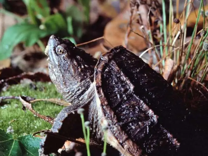 tortuga lagarto bebe