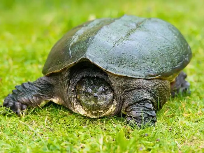 tortuga lagarto