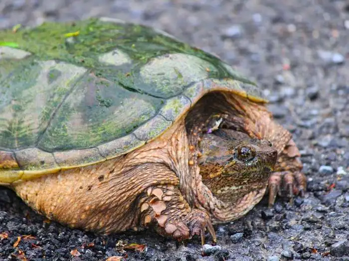 tortuga mordedora