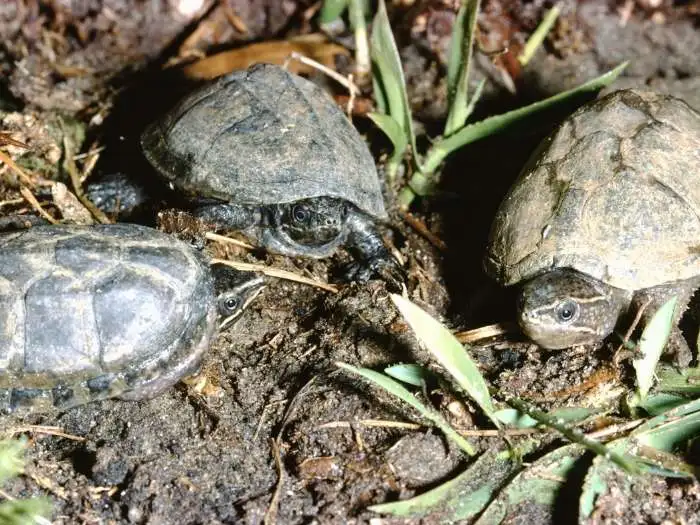 tortugas almizcladas