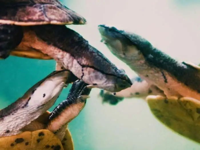 tortugas campanita