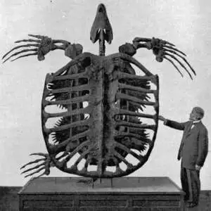 foto de archelon