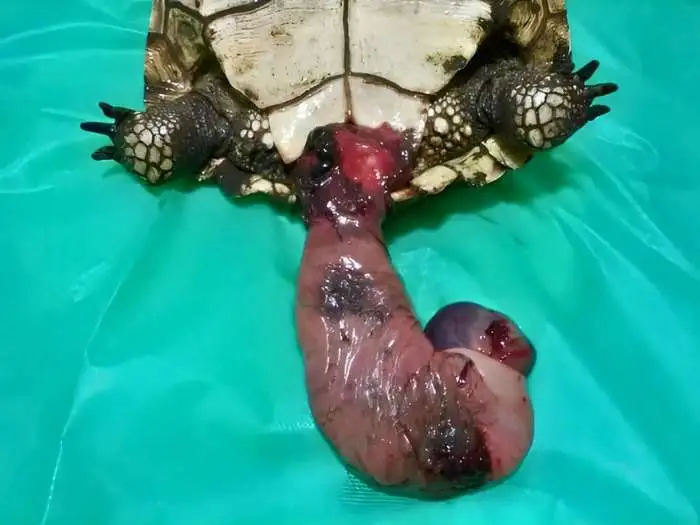 prolapso de pene